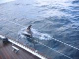 Delfiny są szybsze